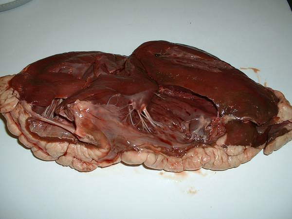 Bison Heart - Inside