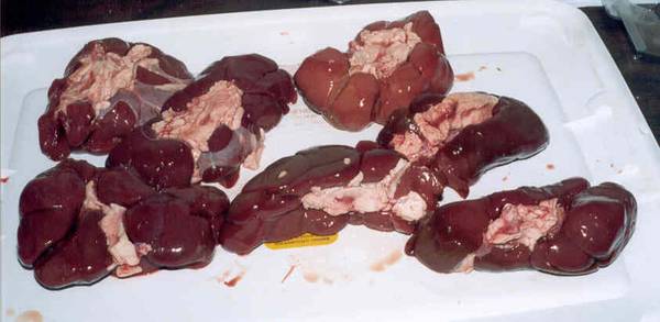 Beef Kidneys