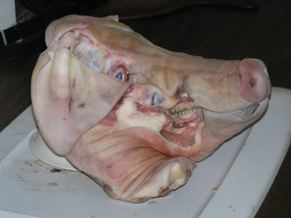 Pig Head