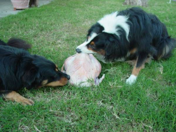 Cody and Buddy