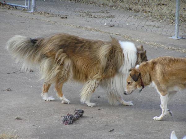 Sharrah and Sadie