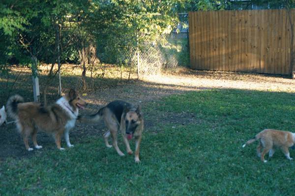 Connor, Czar, and Sharrah