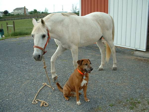 Merlin and Griffin