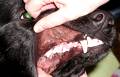 Colby's Teeth