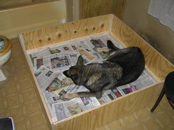 Magda in her new Whelping Box