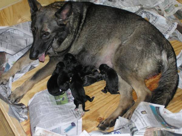 Magda and PUps